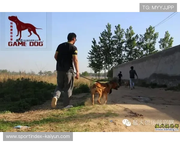 以内斯兰·马查多挑战奥尔金 比特犬力求延续完美战绩 以内斯兰·马查多挑战奥尔金 比特犬力求延续完美战绩